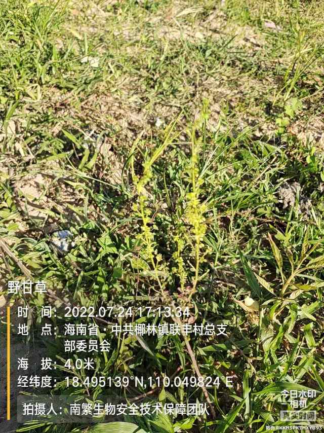 野甘草