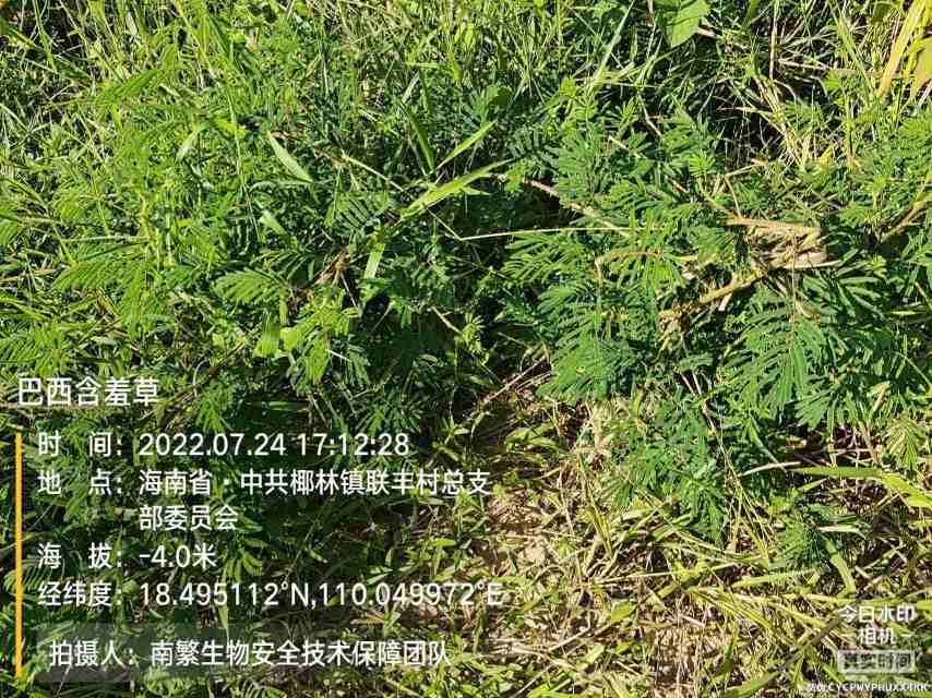 巴西含羞草