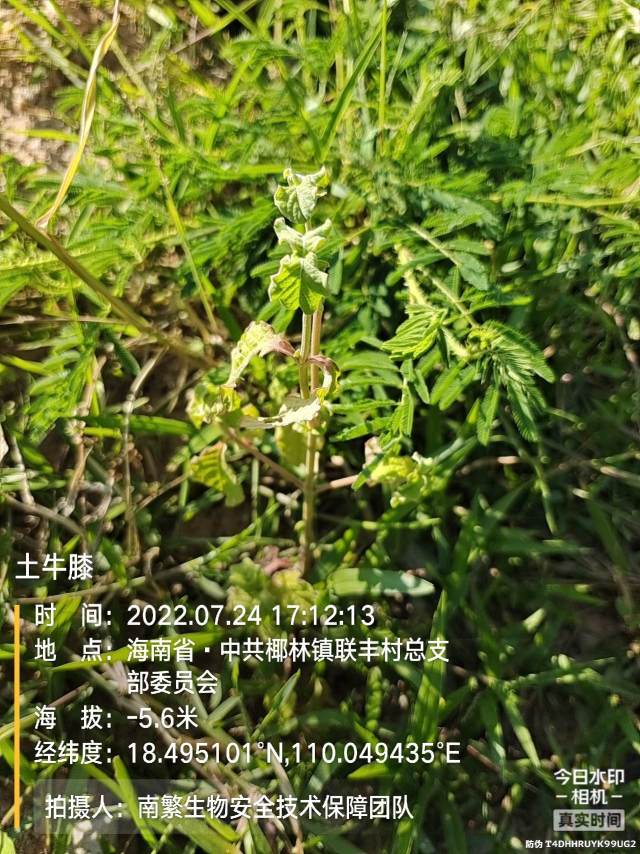 土牛膝