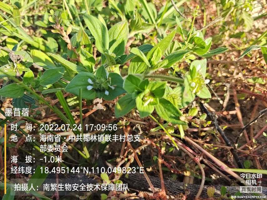 墨苜蓿