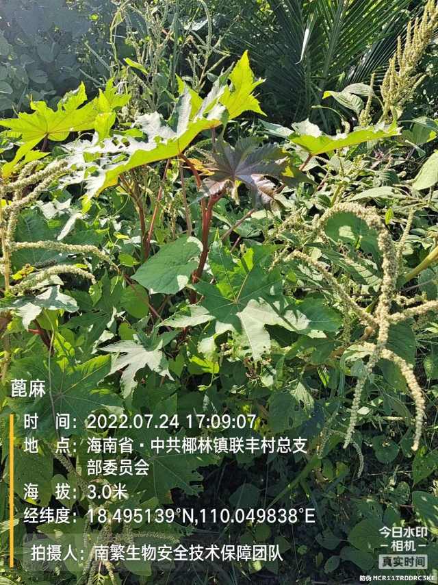 蓖麻