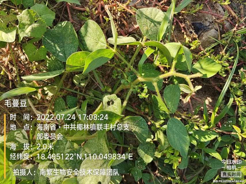 毛蔓豆