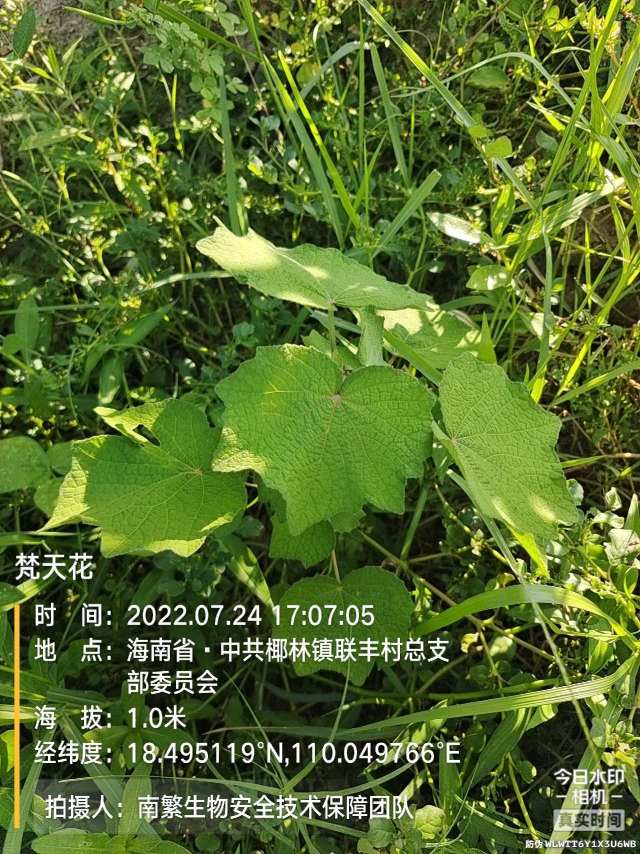 梵天花