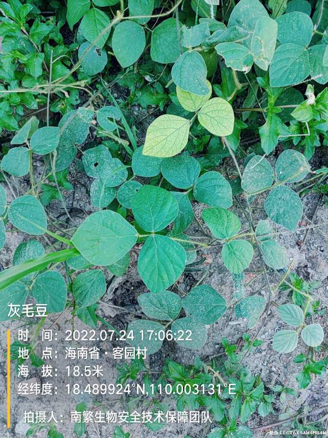 灰毛豆