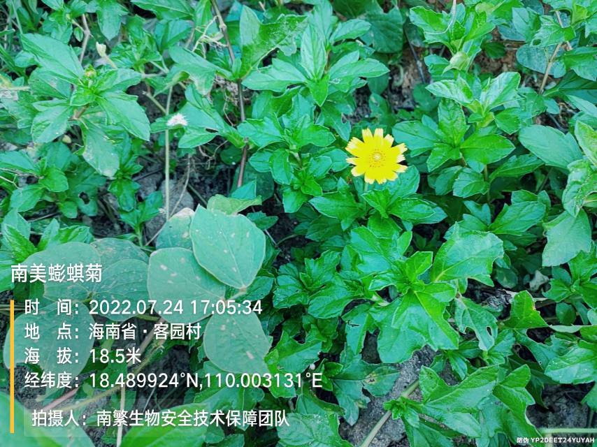 南美蟛蜞菊