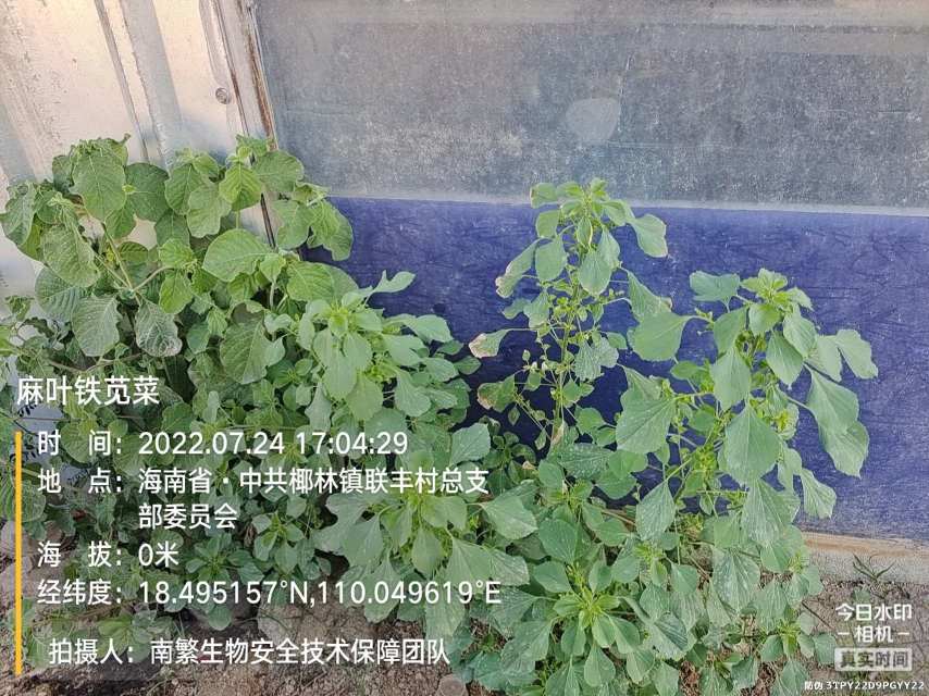 麻叶铁苋菜