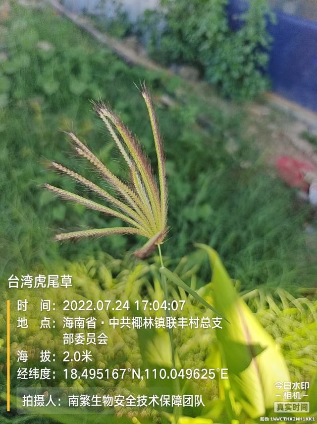 台湾虎尾草