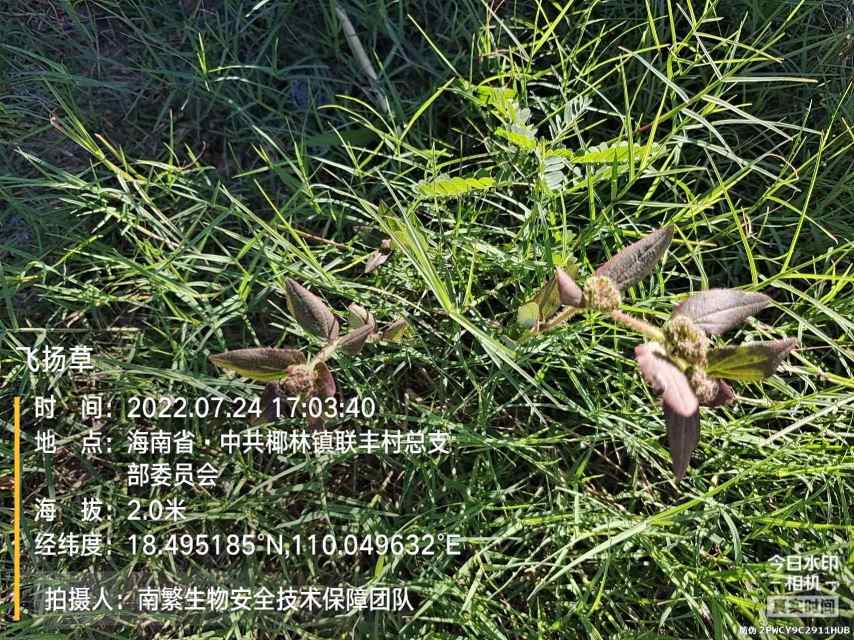 飞扬草