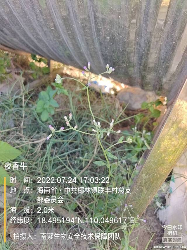 夜香牛