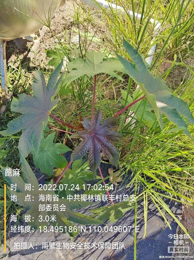 蓖麻