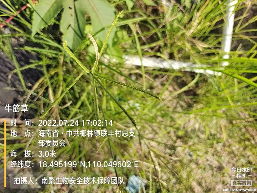 牛筋草