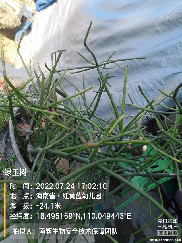 绿玉树