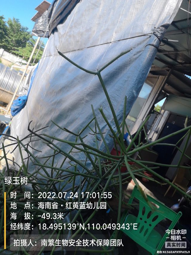 绿玉树
