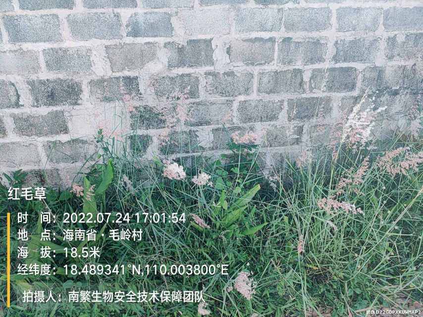 红毛草