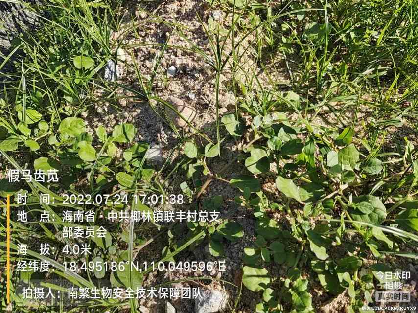 假马齿苋