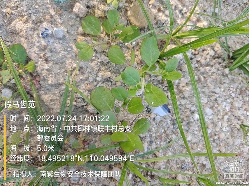 假马齿苋