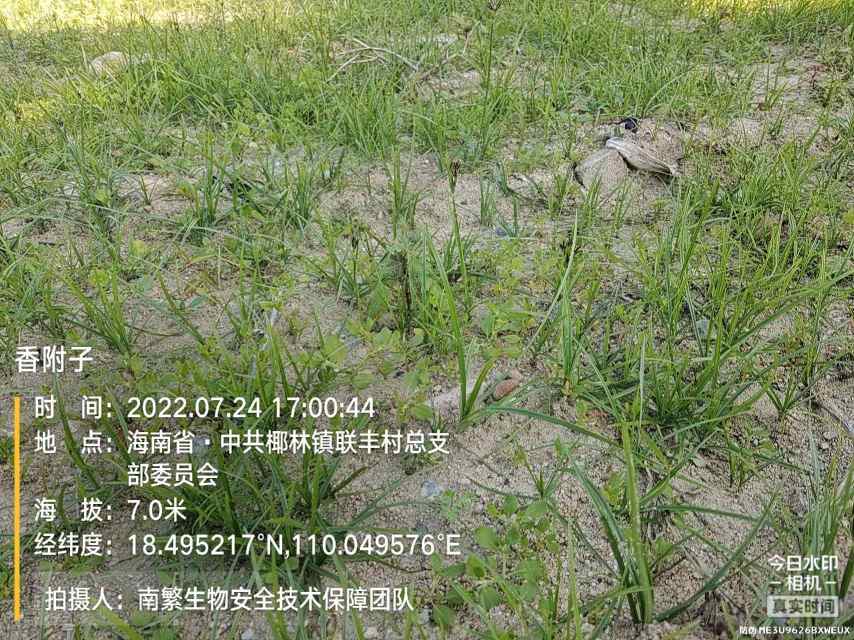 香附子