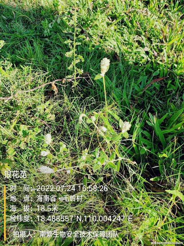 银花苋