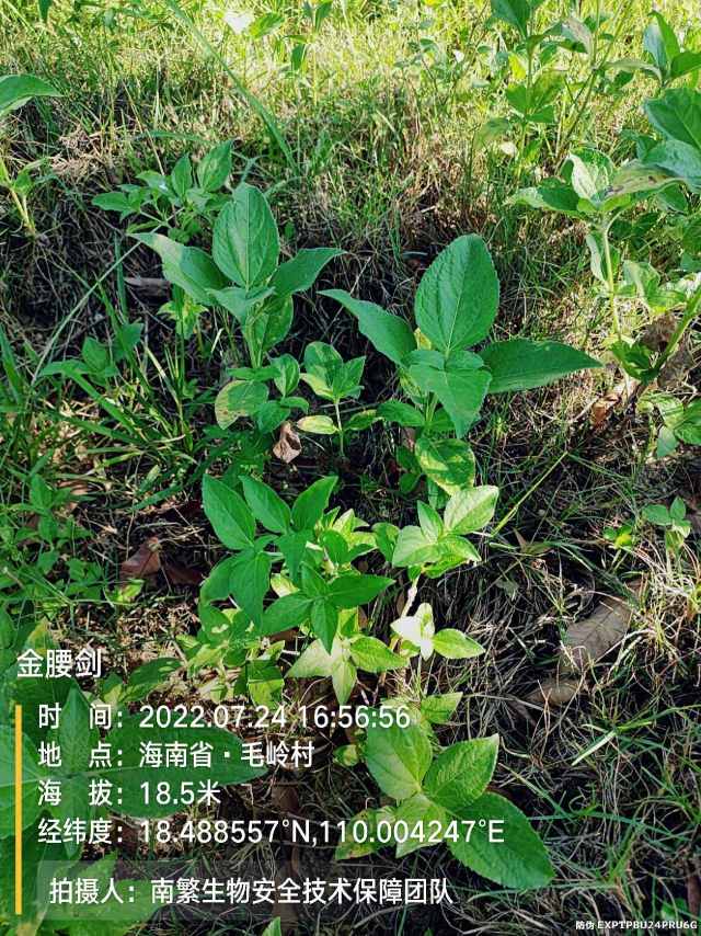 金腰剑