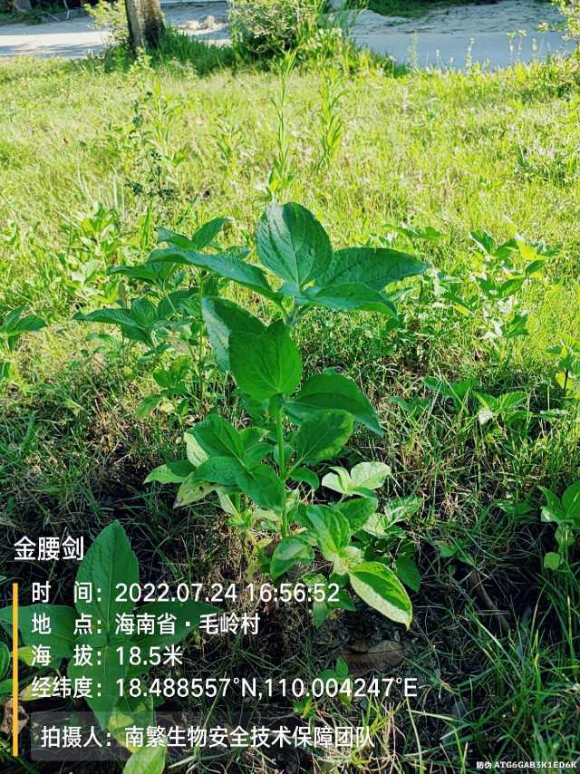 金腰剑