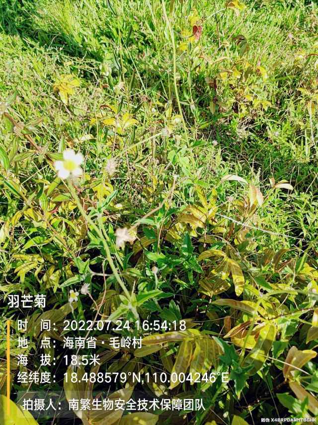 羽芒菊