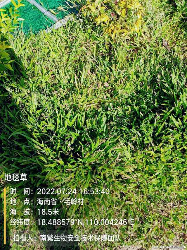 地毯草