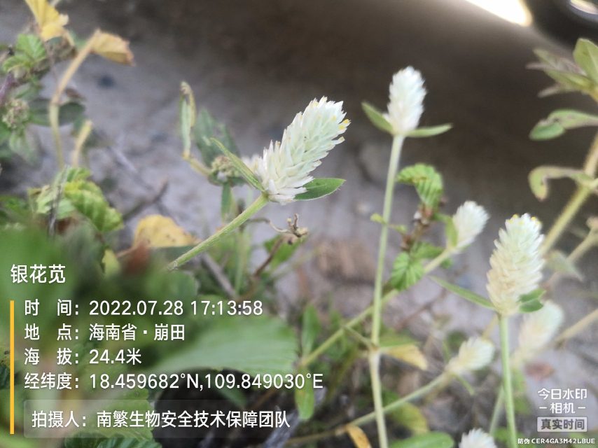 银花苋