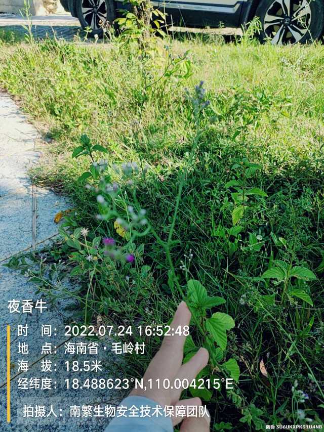 夜香牛