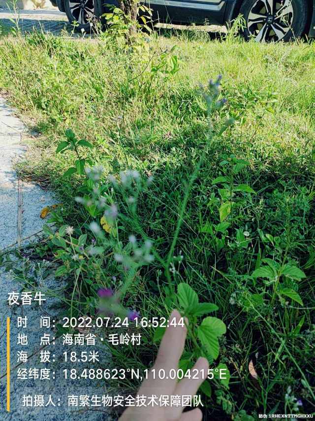 夜香牛