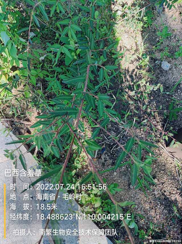 巴西含羞草