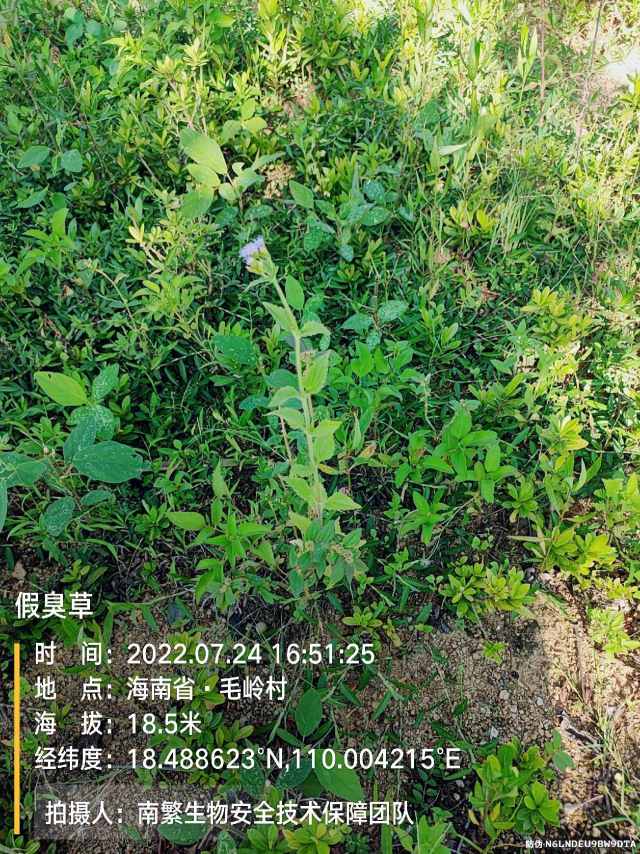 假臭草