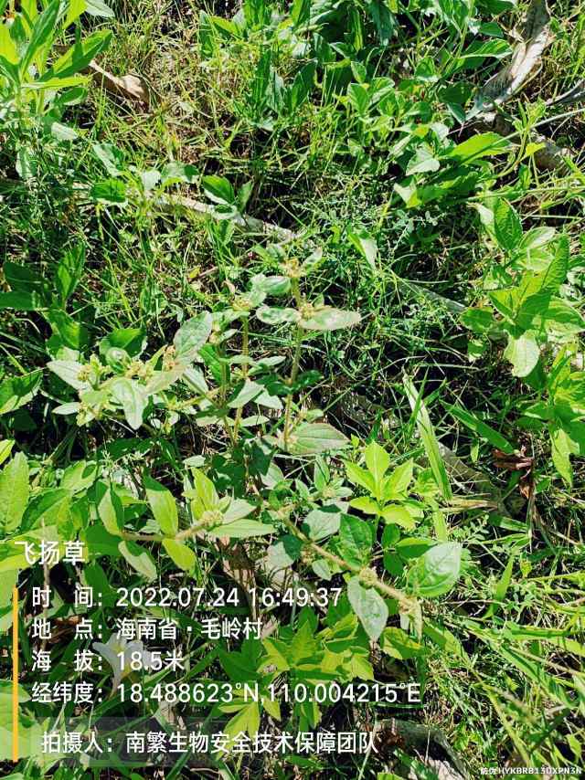 飞扬草