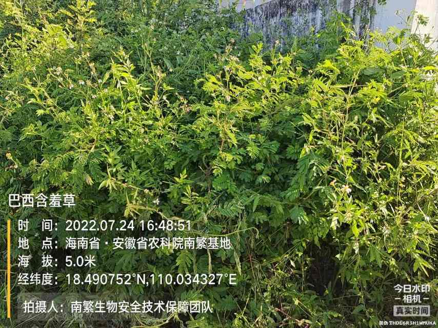 巴西含羞草