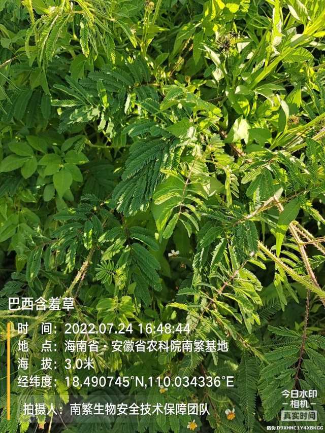 巴西含羞草