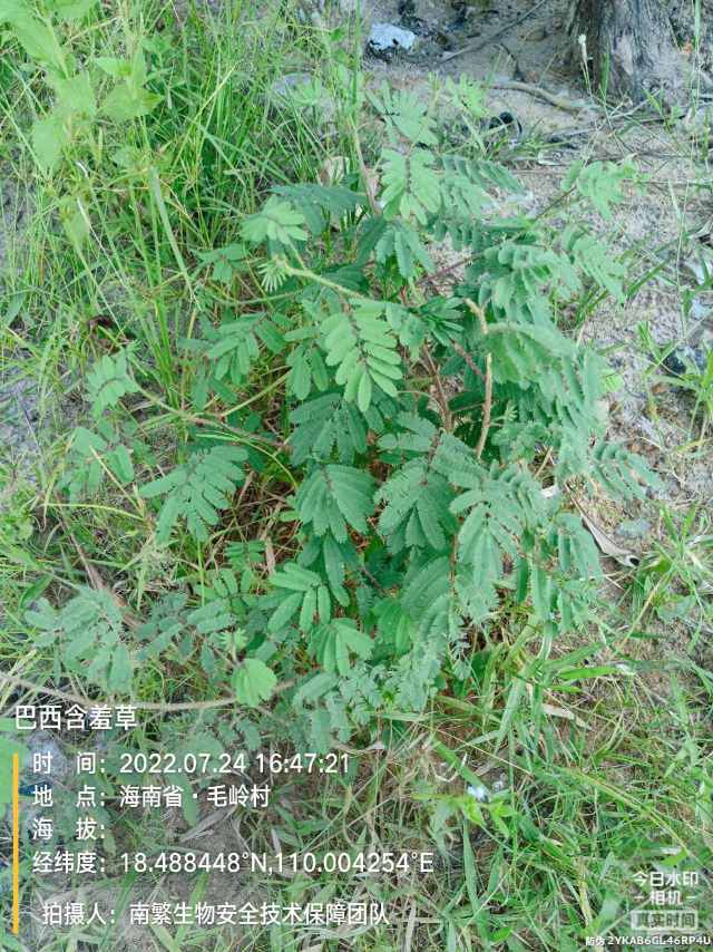 巴西含羞草