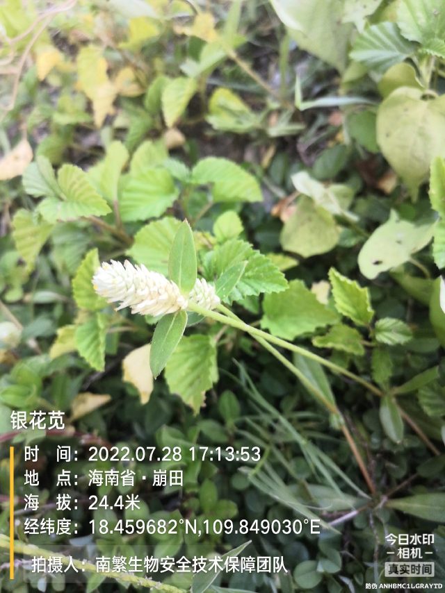 银花苋