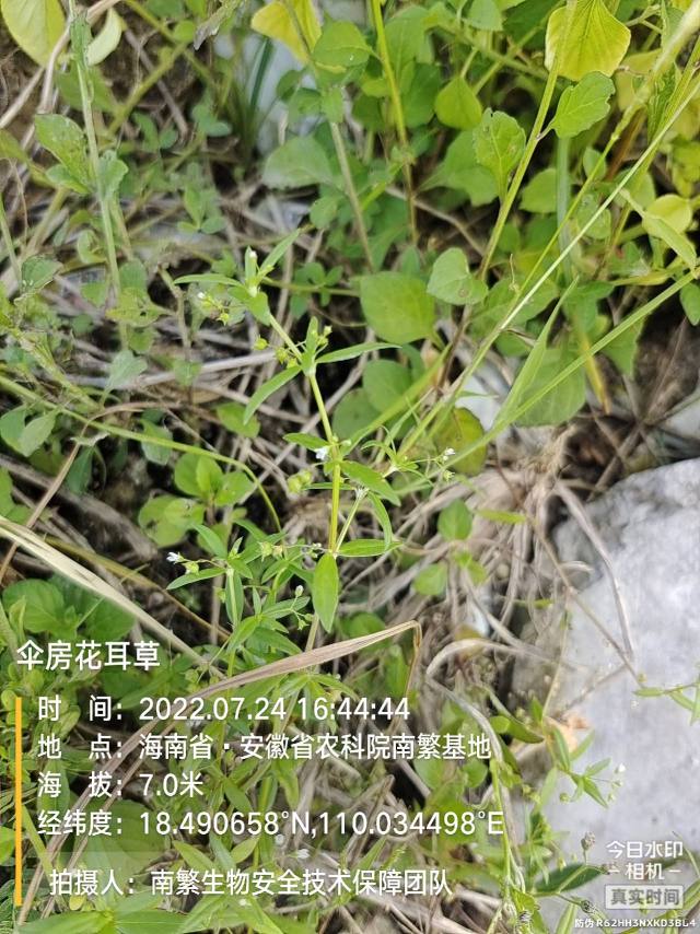 伞房花耳草