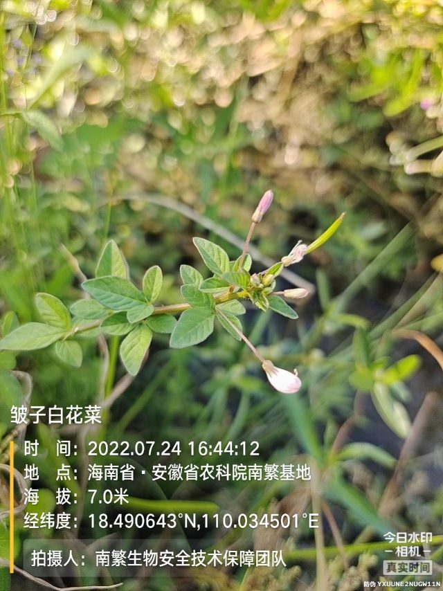 皱子白花菜