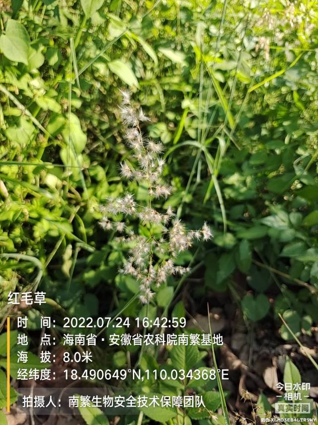 红毛草