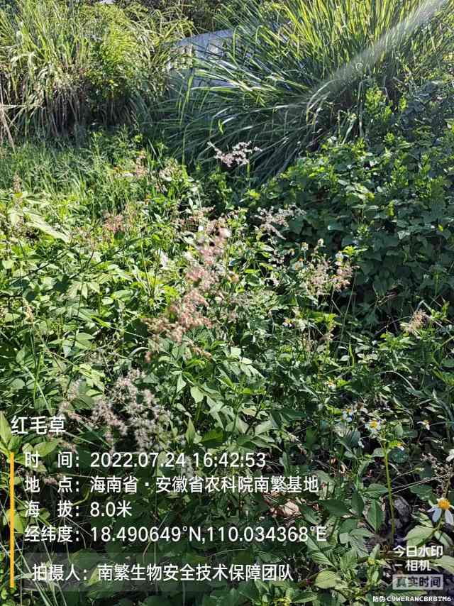 红毛草