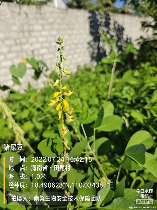 猪屎豆