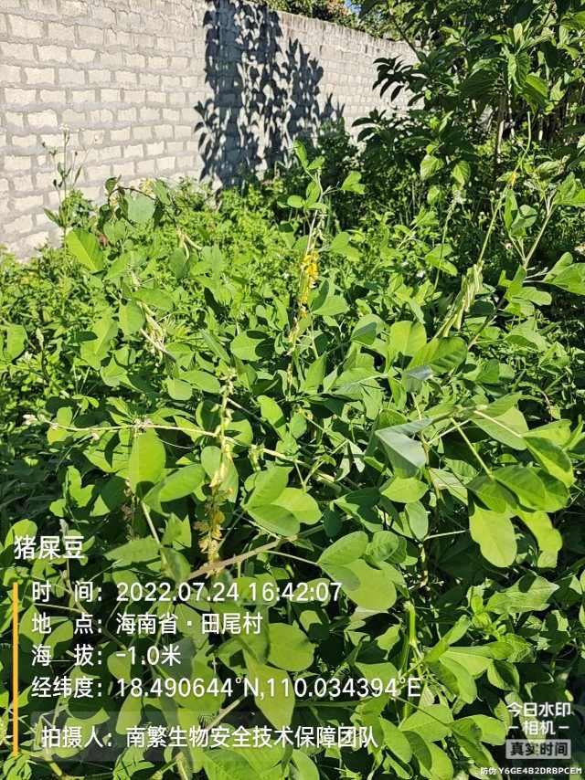 猪屎豆