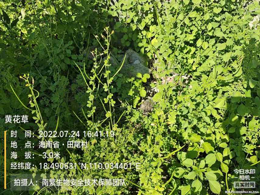 黄花草