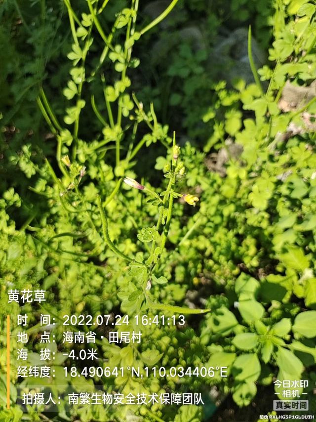 黄花草