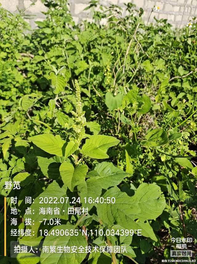 野苋