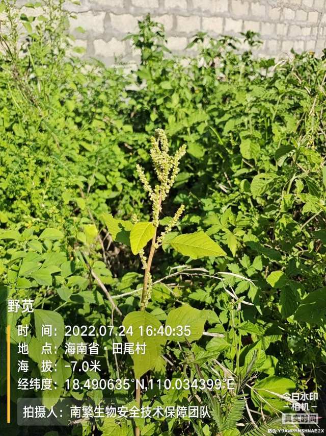 野苋