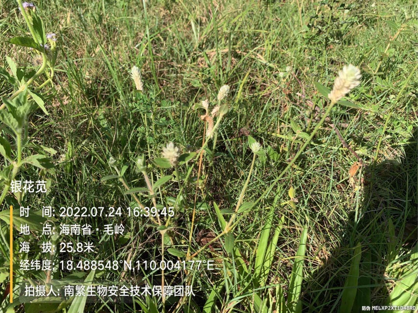 银花苋