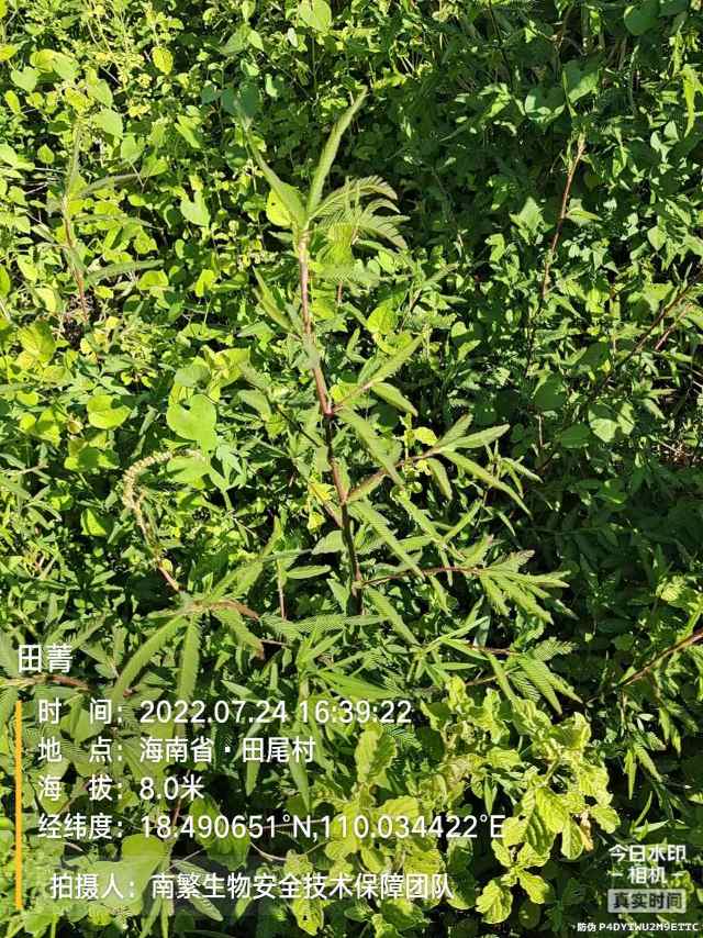 田菁