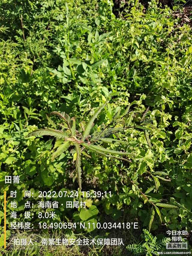 田菁