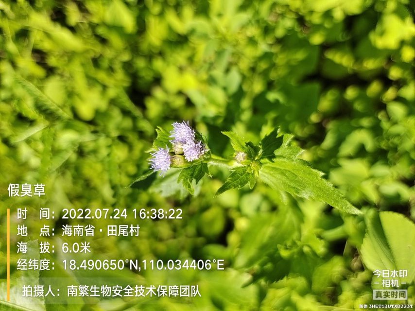 假臭草